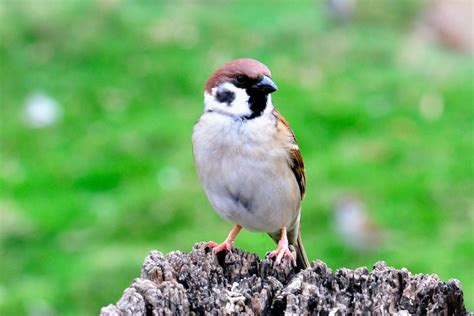 麻雀 巢|【麻雀祕密】麻雀真的變少了？「害鳥」其實是誤會？。